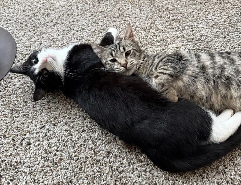 Willow & Zuzu Bonded thumbnail 2