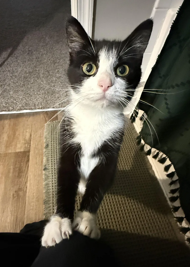 Willow & Zuzu Bonded thumbnail 3