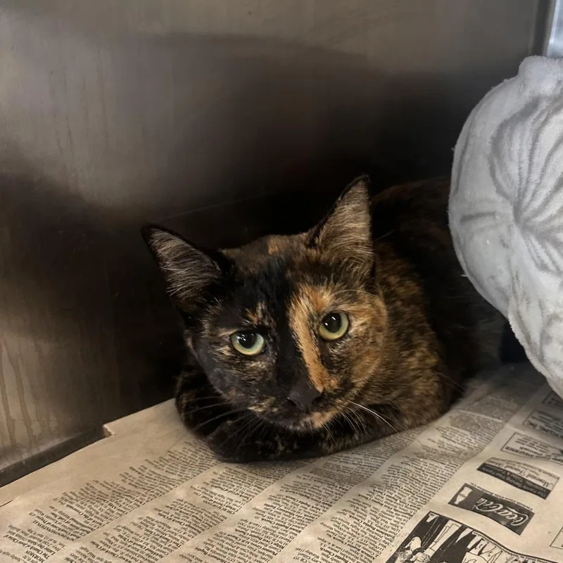 A young small-sized female Black Domestic Short Hair cat named Meme for adoption in Corinth, MS