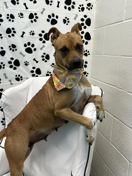 An adult medium-sized female Pit Bull Terrier dog named Apple Sauce for adoption in Seagoville, TX