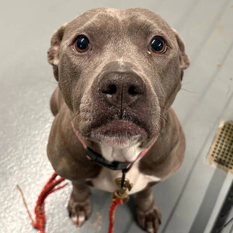 An adult medium-sized female Gray / Blue / Silver Pit Bull Terrier dog named Bluebonnet for adoption in Austin, TX
