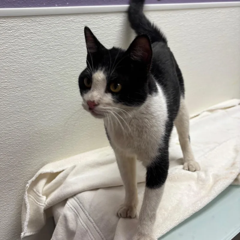 An adult medium-sized male Black Domestic Short Hair cat named Stray Hold Belvedere for adoption in Albuquerque, NM