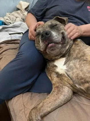 A senior large-sized female Mixed Breed dog named Queen for adoption in Cincinnati, OH