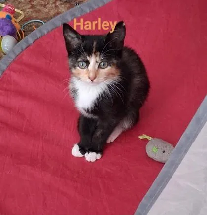 A young small-sized female Domestic Short Hair cat named B Harley for adoption in North Charleston, SC