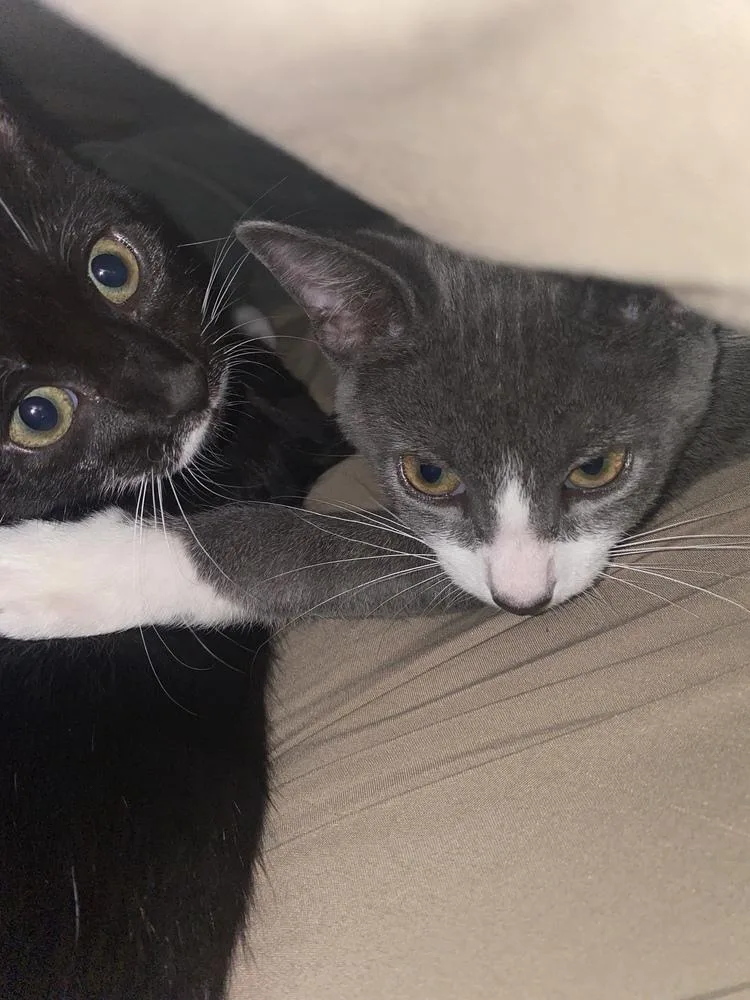 A baby small-sized male Domestic Short Hair cat named Nunchuck for adoption in Fort Walton Beach, FL