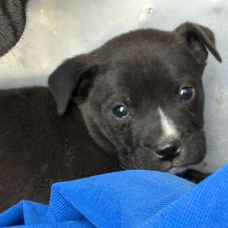 A baby small-sized male Black Pit Bull Terrier dog named Tootie for adoption in Birmingham, AL