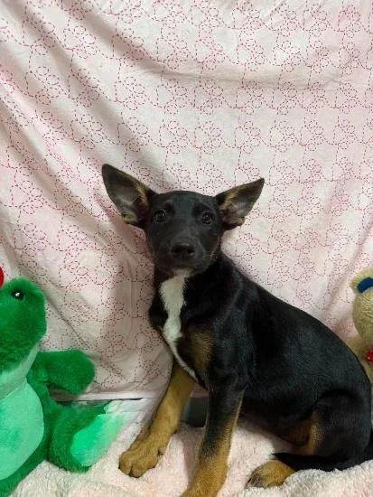 A baby medium-sized female Mixed Breed dog named Kelly Garrett for adoption in West Chester, PA