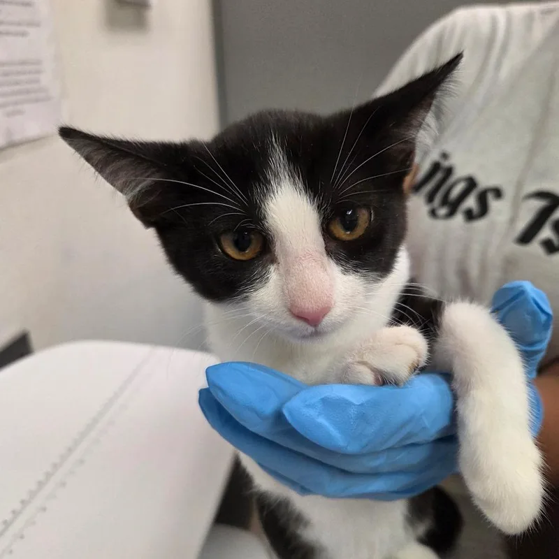 A baby small-sized male Black Domestic Short Hair cat named Wilbur for adoption in Charleston, WV
