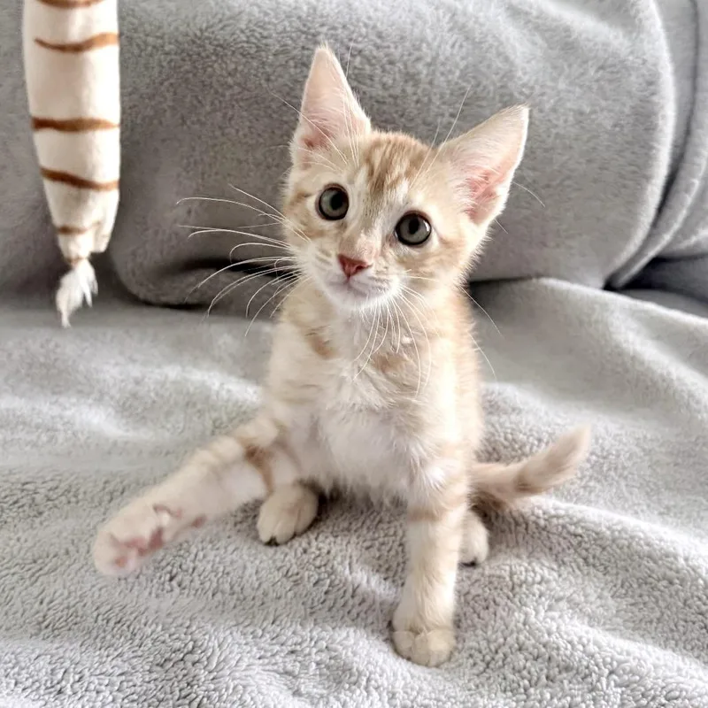 A young medium-sized male Orange / Red Domestic Short Hair cat named Blondie for adoption in Parkland, FL