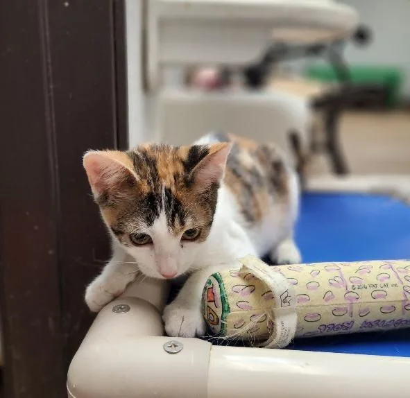 Cat thumbnail 2