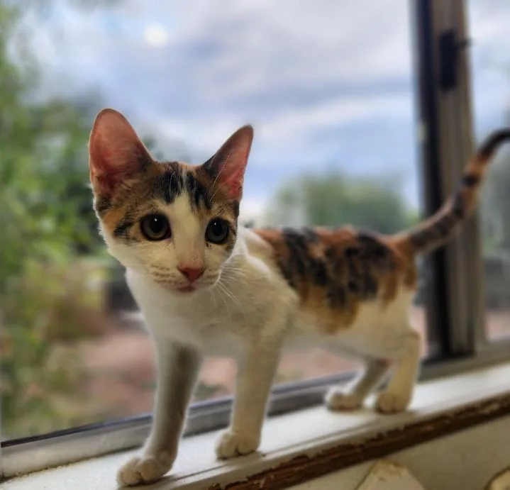 Cat thumbnail 3