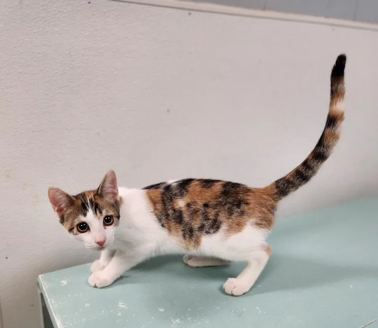 Cat thumbnail 5