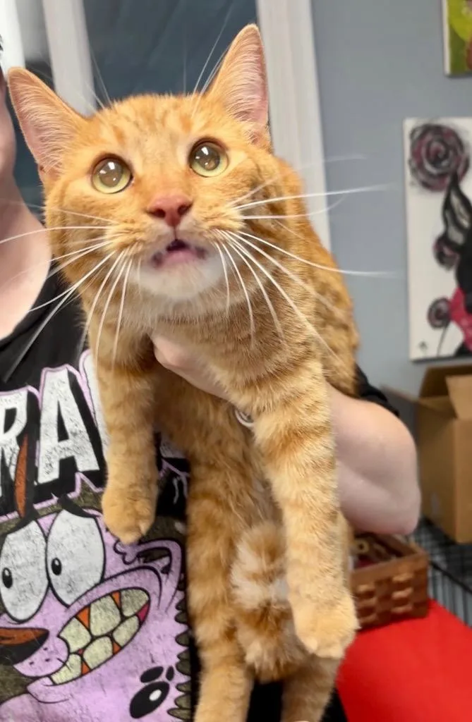 A young medium-sized female Domestic Short Hair cat named Clawdia for adoption in Hartford City, IN