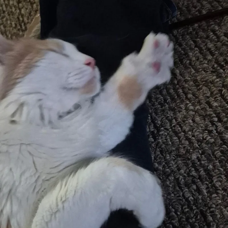 Albus