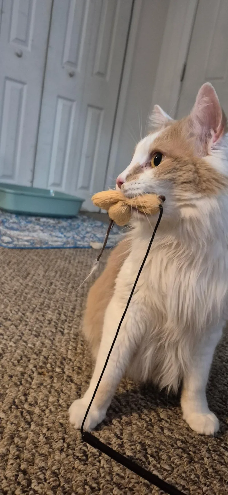 Albus thumbnail 2