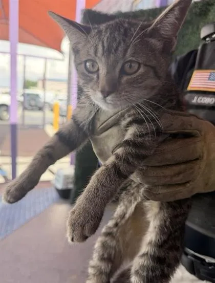 A baby small-sized male Gray / Blue / Silver Domestic Short Hair cat named 61108004 for adoption in El Paso, TX