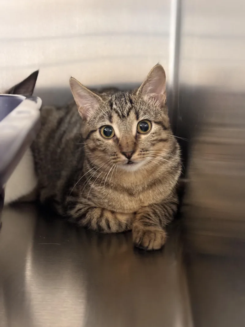 A baby medium-sized female Tabby (Brown / Chocolate) Domestic Short Hair cat named Chili for adoption in Collierville, TN