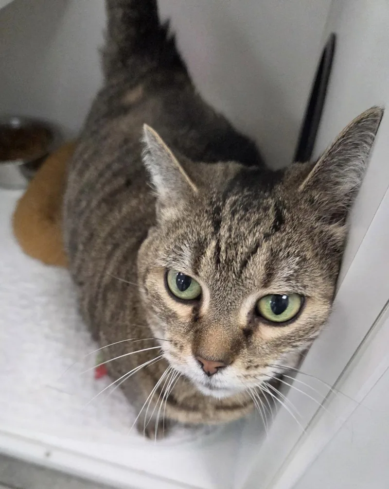 An adult medium-sized female Domestic Short Hair cat named Goldberg for adoption in Satellite Beach, FL