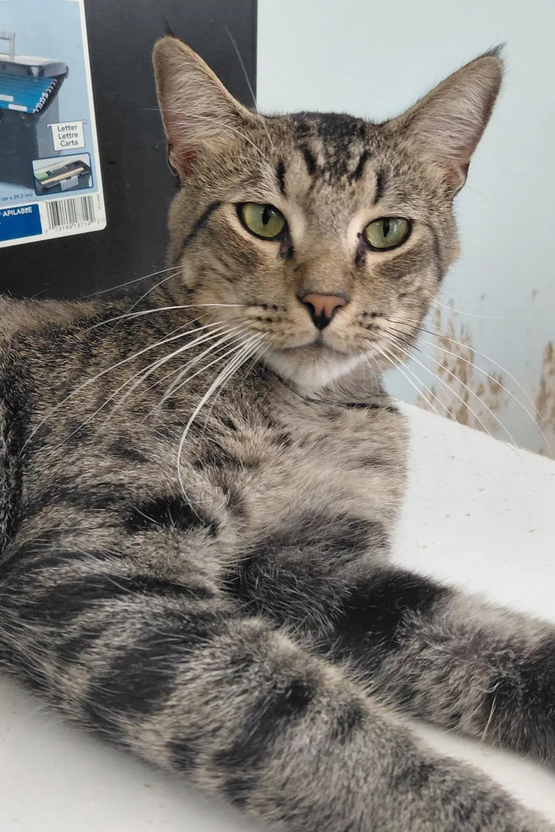 A young medium-sized male Tabby cat named Tigger for adoption in Naples, FL