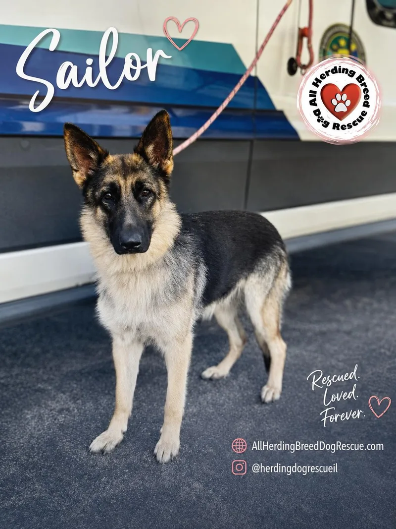 Sailor