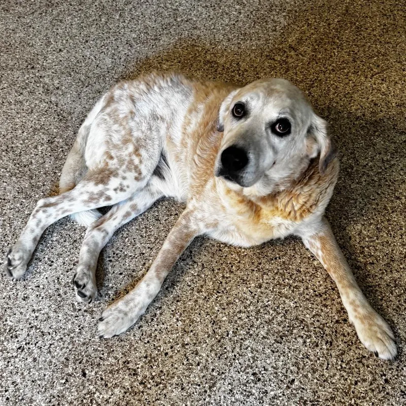 Cooper