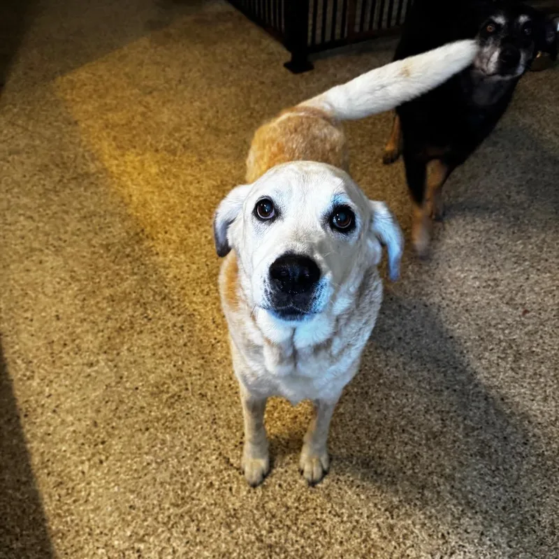 Cooper thumbnail 2