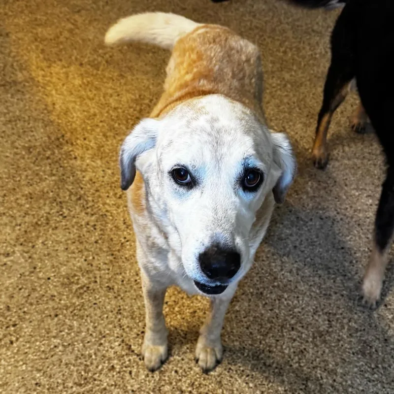 Cooper thumbnail 3
