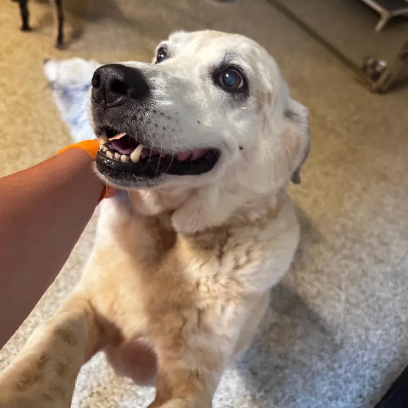 Cooper thumbnail 4