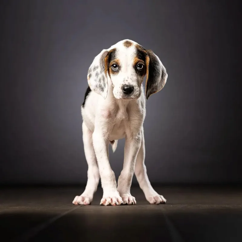 A baby small-sized male White / Cream Hound dog named Foxtrot for adoption in Jupiter, FL