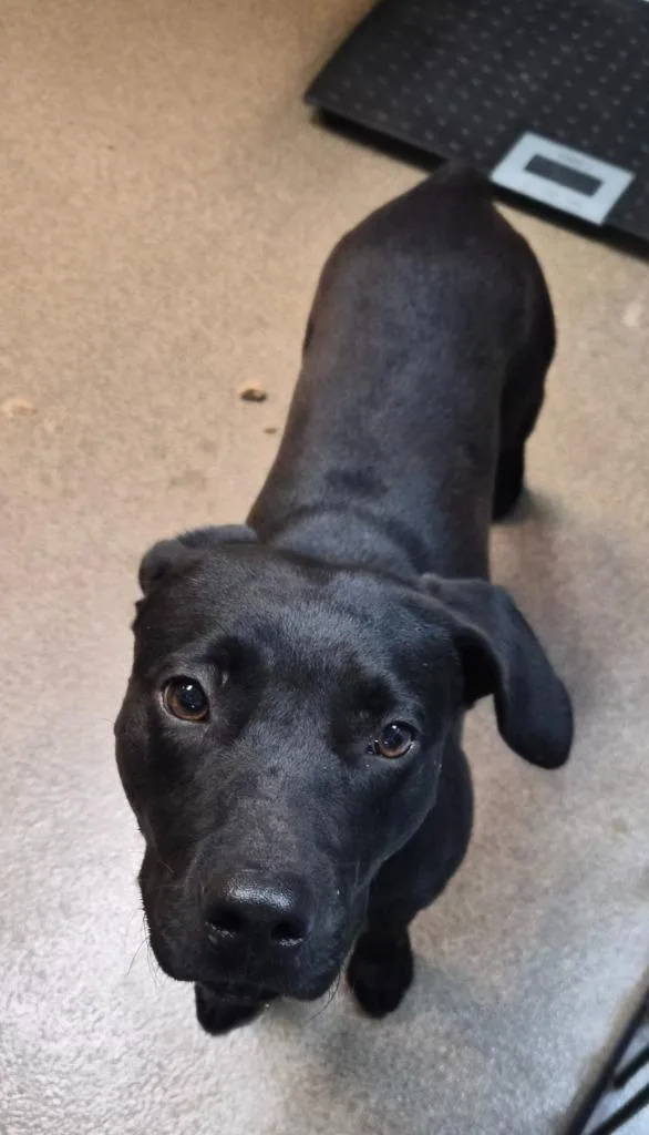 A baby medium-sized male Mixed Breed dog named Duke Of Floyd for adoption in Rome, GA