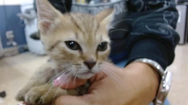 A baby small-sized female Domestic Short Hair cat named Brisa for adoption in Miami, FL