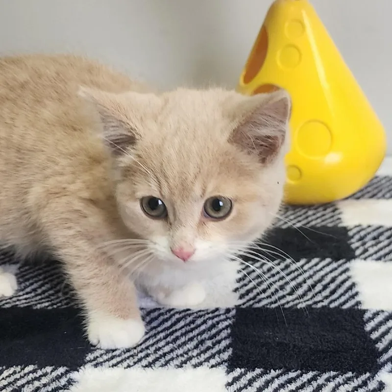 A baby small-sized male Buff / Tan / Fawn Domestic Short Hair cat named Mcdonald for adoption in Toledo, OH
