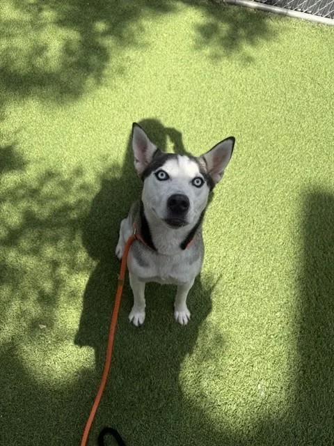 A young medium-sized female Siberian Husky dog named Picnic for adoption in San Jose, CA