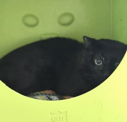 An adult large-sized male Domestic Short Hair cat named Monstera for adoption in Gwinn, MI