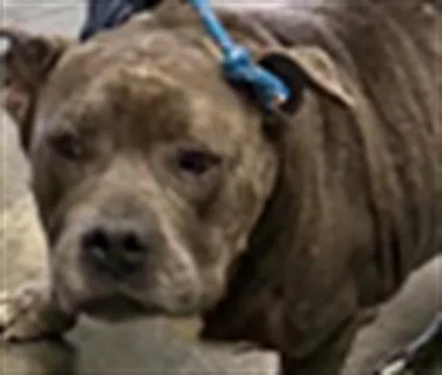 A senior large-sized female Pit Bull Terrier dog named Dory for adoption in Los Angeles, CA