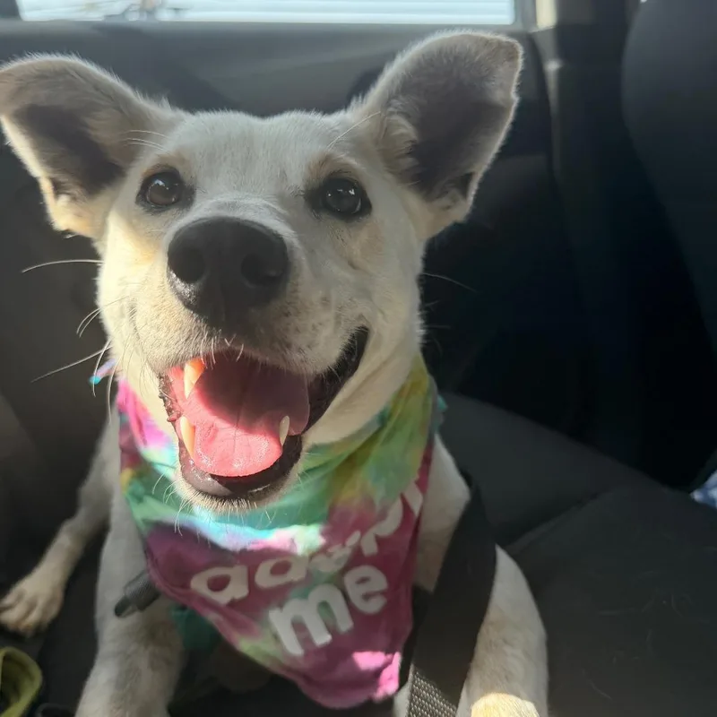 Horchata thumbnail 2