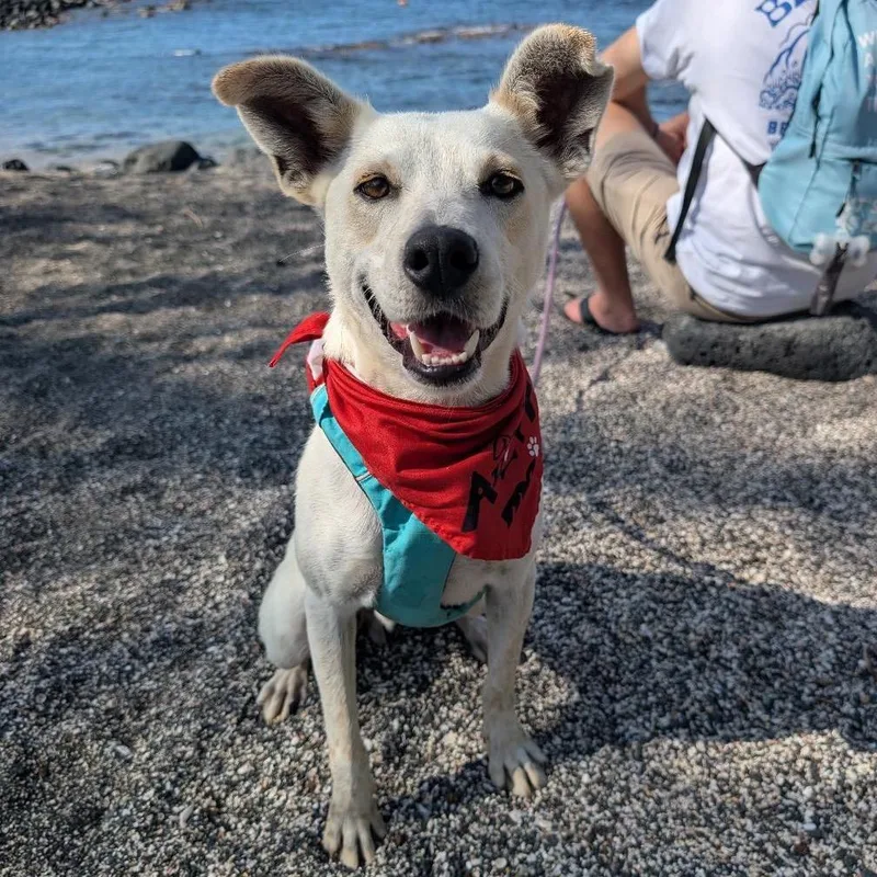 Horchata thumbnail 5