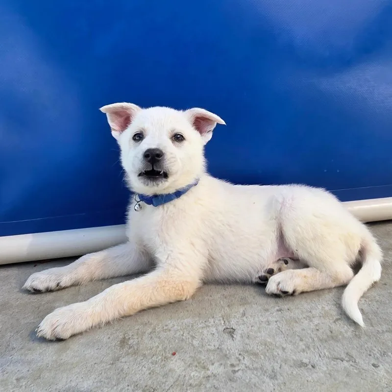 A baby small-sized male White / Cream Cattle Dog dog named Twister for adoption in Newport, TN