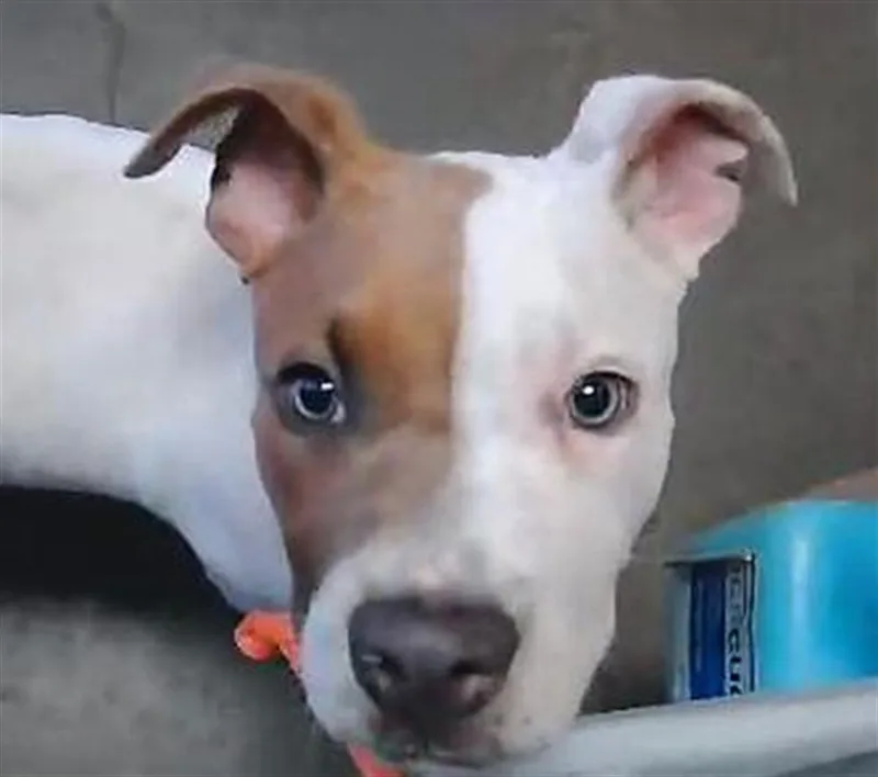 A young small-sized male Pit Bull Terrier dog named Bumble for adoption in Tulsa, OK