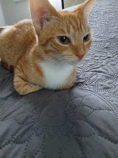 A baby small-sized male Tabby (Orange / Red) Domestic Short Hair cat named Finley for adoption in Raleigh, NC