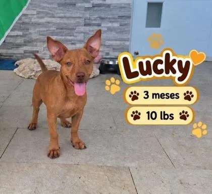 A baby small-sized male Chihuahua dog named Lucky for adoption in Washington, DC