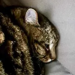 A senior small-sized male Domestic Short Hair cat named Chubby Cheeks for adoption in Burlington, WA