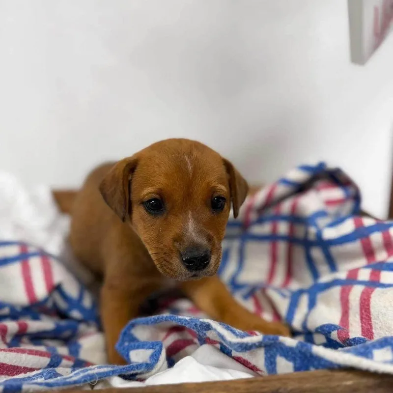 A baby medium-sized female Brown / Chocolate Cattle Dog dog named Farkle for adoption in Alexandria, VA