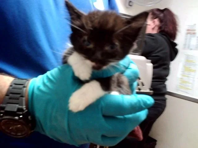 A baby small-sized female Domestic Medium Hair cat named A for adoption in Martinez, CA