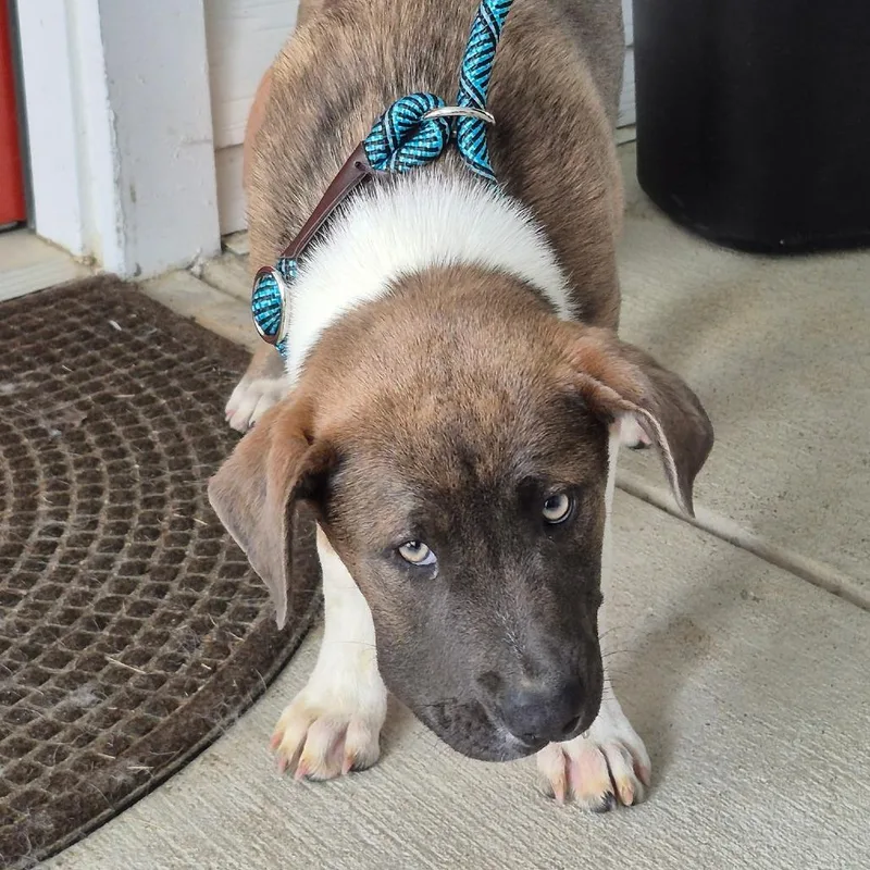 A baby medium-sized female Brown / Chocolate Mixed Breed dog named Spring for adoption in Hamilton, GA