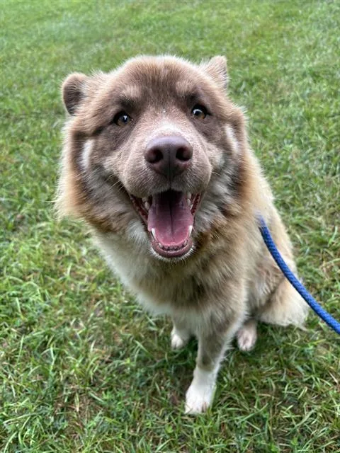 Denali