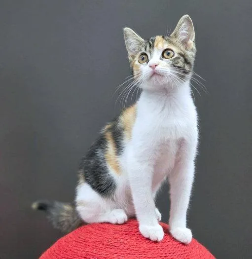 A baby medium-sized female Calico cat named Jubilee for adoption in Anaheim Hills, CA