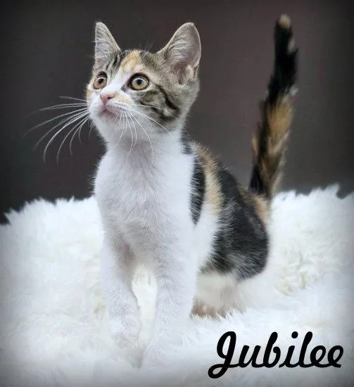 Jubilee thumbnail 3