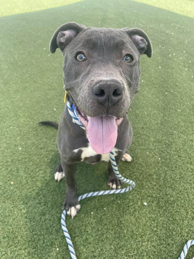 A baby medium-sized male Gray / Blue / Silver Pit Bull Terrier dog named Cyrus for adoption in Cleveland, OH