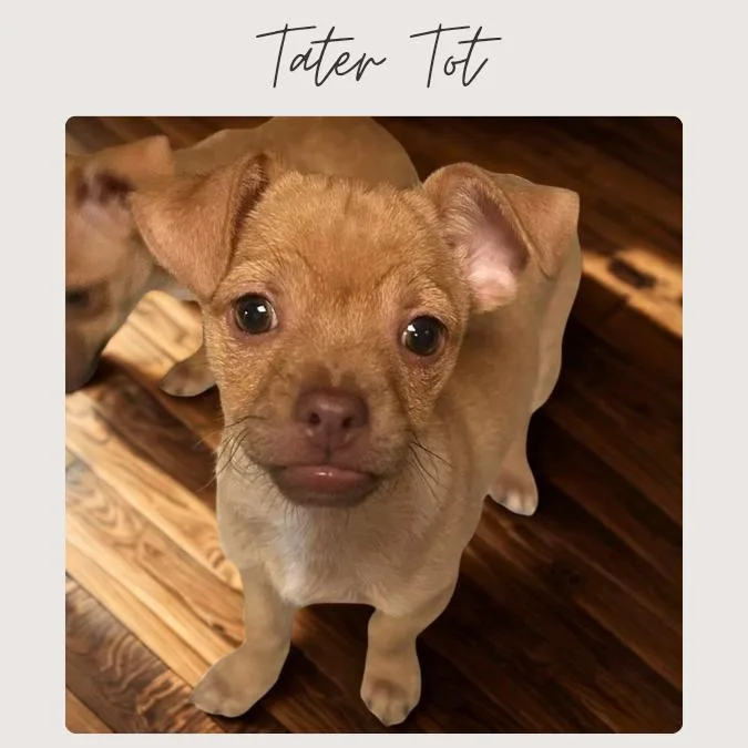 A baby small-sized male Yellow / Tan / Blond / Fawn Chihuahua dog named Tater Tot for adoption in San Juan Capistrano, CA